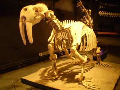 MatthewDuchovny - Oto szkielet morsa
#zwierzeta #ssaki #ciekawostki #mors