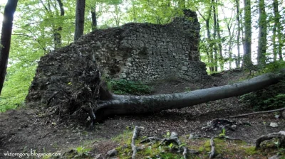 P.....l - Mirabelki i Mireczki,

Zachęcam Was do zapoznania się z artykułem, w któr...