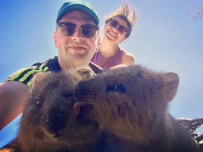 mfek00 - Mua besos
#quokka #quokkanadzis #zwierzaczki no i też #quokkaselfie