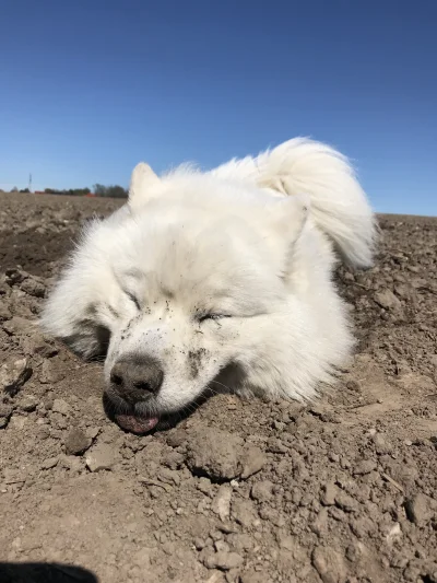 el_rupert - Pies mi się zepsuł x.x 

#samoyedhiro #pokazpsa #smiesznypiesek