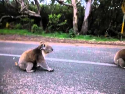zielu14 - @xandra: Koala też chce cie zabić. ( ͡° ʖ̯ ͡°)