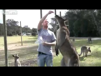 K.....S - Kangury są cudowne (｡◕‿‿◕｡). 

#zwierzeta #kangury #polecam