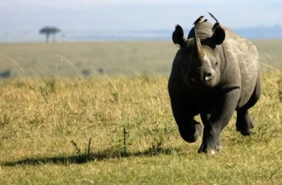 likk - Dzisiaj (albo i wczoraj) zachodnioafrykański podgatunek nosorożca czarnego (Di...