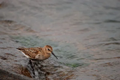 owcaa - #fotografia #mojezdjecie #wykopfoto2014 
Biegus zmienny (Calidris alpina). Ś...