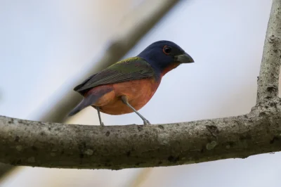 angelosodano - Łuszczyk wielobarwny (Passerina ciris)_
#vaticanouccello #vaticanowal...