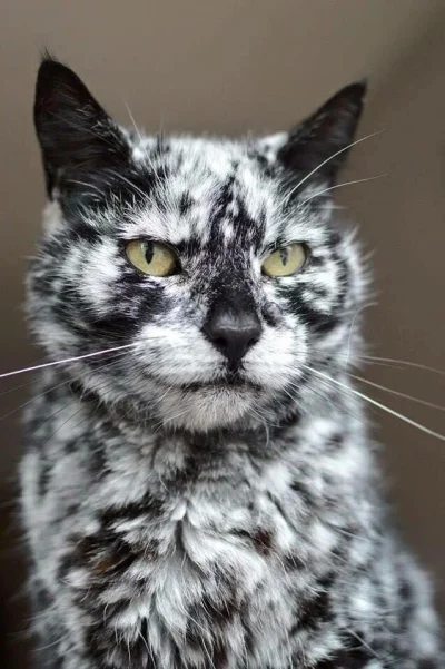 NERP - Poznajcie Benka
#koty #smiesznekotki #dziendobry #pokazkota