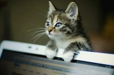 kamisan - Nowy model kamerki internetowej (｡◕‿‿◕｡)
#dziendobry #zwierzaczki #koty #sm...