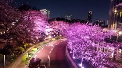 u.....r - W Japonii już kwitnie sakura! 

#japonia #tokio #sakura #przyroda