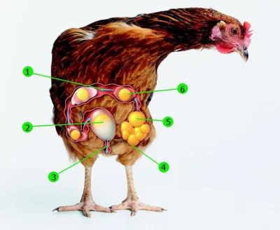 Pabick - Taka kura to ma w środku siebie całą fabrykę jaj (⌐ ͡■ ͜ʖ ͡■)
