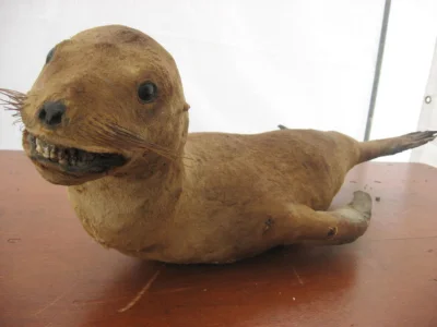 MarsVolga - #badlystuffedanimals #smiesznypiesek