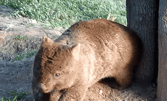 A.....7 - #smiesznypiesek #wombat #zwierzaczki