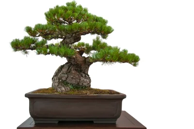 s.....k - Uprawia ktoś z mirków #bonsai? Dużo słońca potrzebuje?