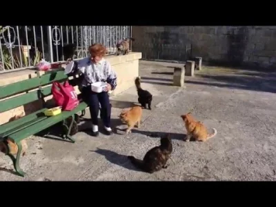 mtkc - @sinusik: na Malcie też pełno kotów: