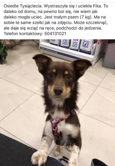 wybranyloginjestzajety - Koleżance z #poznan zaginął pies. Jeśli ktoś by się na niego...