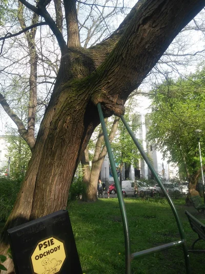 Dawidokido11 - Drzewo wygięte w słupki wrośnięte , zaklęte 
#krakow #dendrofilia
