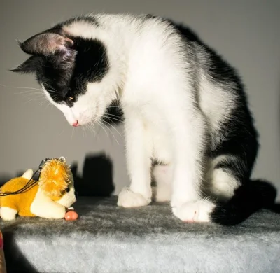 4r3k11 - Felix i jego ofiara... :)



#koty #pokazkota #kot