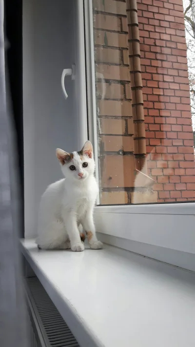 Gab_rysia - Koteł na oknie #koty