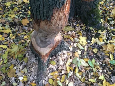 t.....j - Czego efektem jest sytuacja ze zdjęcia? Bobrów?
#bobry #drzewa