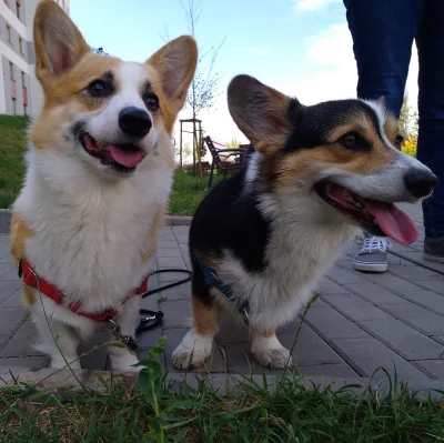 KIJU87 - Dwa łobuzy na #dziendobry w #weekend
Instagram Sheldona 

#sheldonthecorgi #...