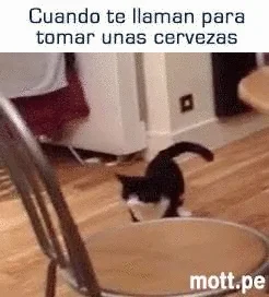 CoolHunters___PL - A jutro... #prezenty :)
#humor #wydarzenia #heheszki #gif #koty #...