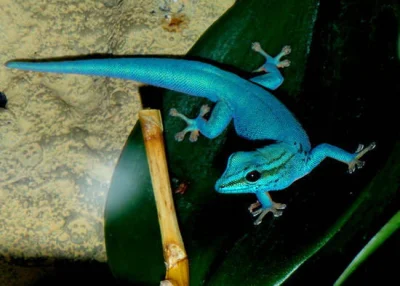 Michal9788 - "Gekon Williamsa" Lygodactylus williamsi
Nawet barwy pasują xD
#f1 #ge...