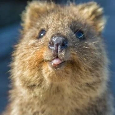 mfek00 - Pokaż język środzie
#quokka #quokkanadzis #zwierzaczki