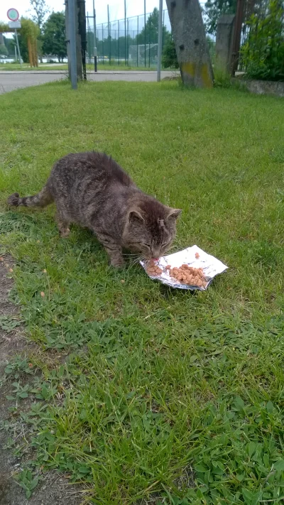 PaniLasu - (⌒(oo)⌒)