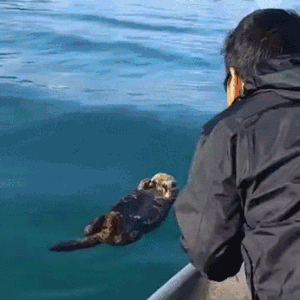 luczjano - #gif #heheszki
Czilujesz sobie spokojnie na wodzie a tu jakaś menda Cię m...