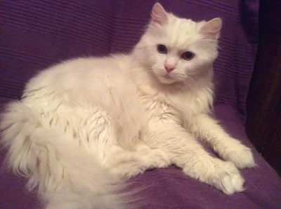Mopse - #koty #smutek

Dzisiaj po czternastu latach zmarł mój kot - Nikodem.
Był b...