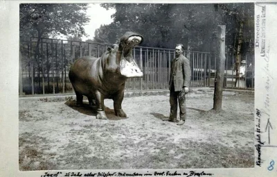 n.....k - #zdjecie #wroclaw #breslau #zoo #hipopotam 

Rok 1909. Wrocławskie zoo, Hip...