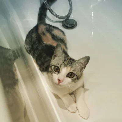 Jabel - #pokazkota #koty #kot 

Poznajcie Spację.

Wypoczywa w wannie...