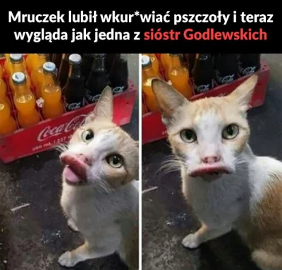 N.....a - #smiesznekotki #smieszneobrazki #glonojad #humorobrazkowy #siostrygodlewski...