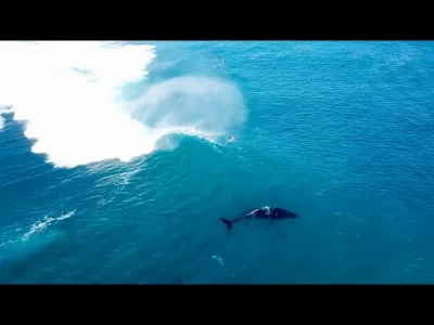 starnak - Humbak bawi z surferami i delfinami!