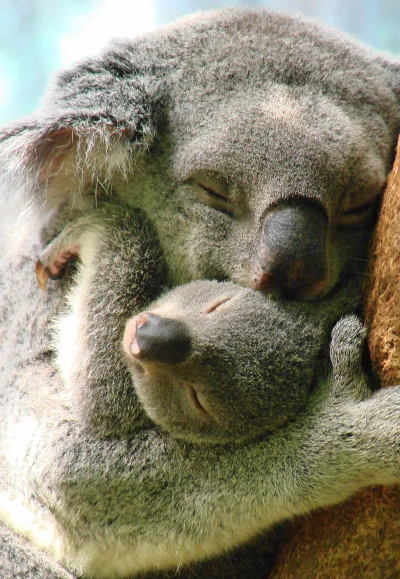 likk - tulimy tulimy



#aww #zwierzaczki #koala