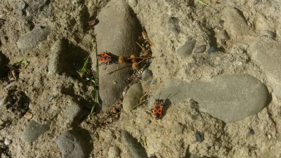 mody151 - Mirki, co to za robaczki? Wie ktoś?
#przyroda #owady #pytanie