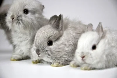 pogop - Lubelski azyl dla królików potrzebuje wsparcia:



Zbieramy na październikową...