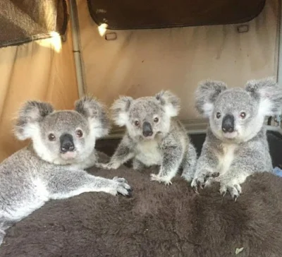 Najzajebistszy - Wstawaj człowieku. ʕ•ᴥ•ʔ

#koala #koalowabojowka #zwierzaczki