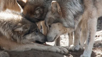 Wulfi - Gdy wilka dopadnie smutek, wataha wesprze.

#wilk #wilki #zwierzeta #zwierz...