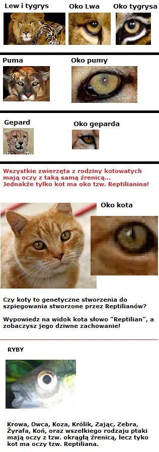 M.....a - #koty #smiesznypiesek #heheszki a może #nieheheszki #teoriespiskowe #kotyto...