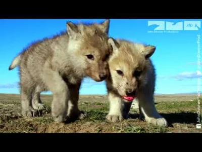 starnak - @sensi: Robotic Wolf hangs out with Wolf Cubs at Den