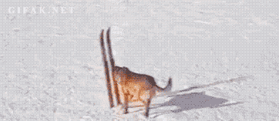 cielo - @kajelu: pies na zimowej olimpiadzie, goni Kowalczyk i ucieka przed Bjergen