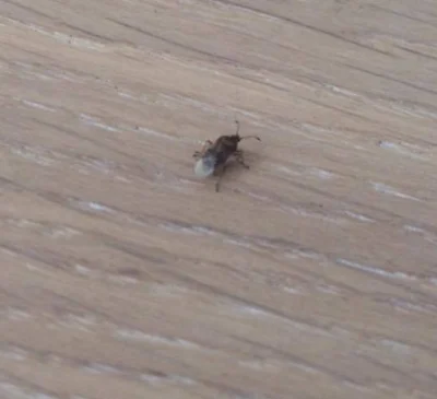 hapiest_evur - HALO HALO POMOCY 
czy ktoś z Was wie, co to za owad? Dość dużo siedzi...