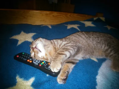 TabbyPusheen - "Dzisiaj to ja oglądam tv"

Chyba jestem skazana na wieczór z kotami :...