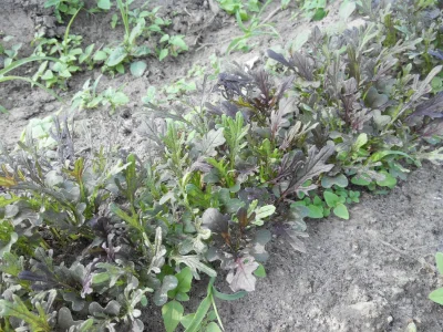 gobi12 - Kto mi rozpozna co to za sałata? :) 

#rosliny #ogrod #ogrodnictwo #warzyw...