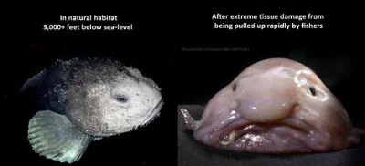 Chrystus - Ryba psychrolutes marcidus szerzej znana pod angielską nazwą blobfish
Po ...