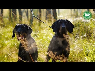 n.....a - Film promujący Euro Dog Show 2018
