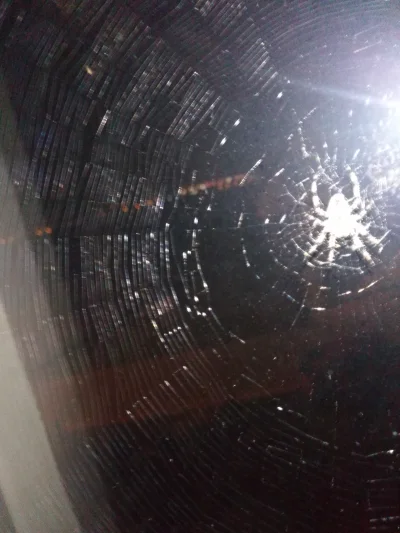 Skalus - To normalne, że pająk plecie tak gęstą sieć?
#pokazpajaka