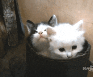 mikomaz - @GearBest_Polska: słodkie kotki na dobry dzień ode mnie (｡◕‿‿◕｡)