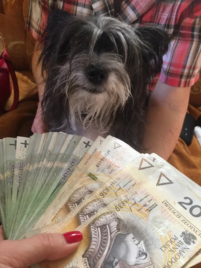 MyshaM - Mój pies długo pracował na swój sukces. 

#heheszki #pokazpsa #oswiadczenie ...