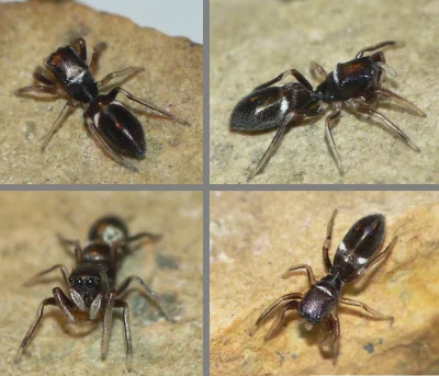 DuchBieluch - @DuchBieluch Inny gatunek upodabniający się do mrówki występujący w Pol...